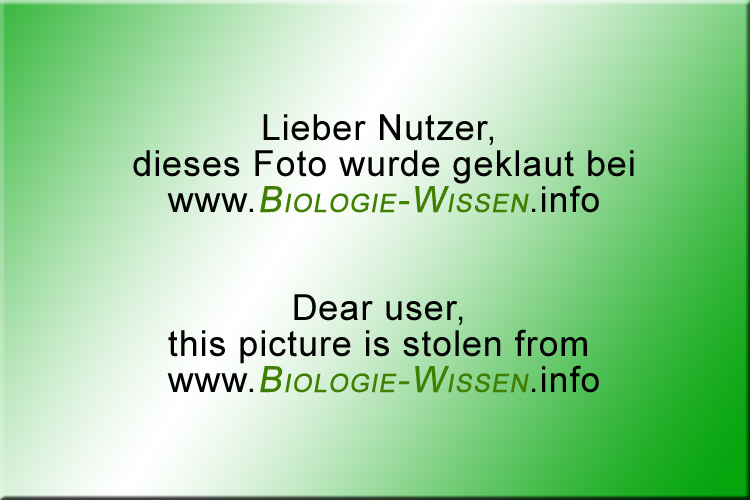 Arbeitsblatt - Biologie in Schnipseln - Phasen der Immunreaktion-thumbnail